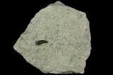 Allosaurus Tooth in Sandstone - Wyoming #113699-1